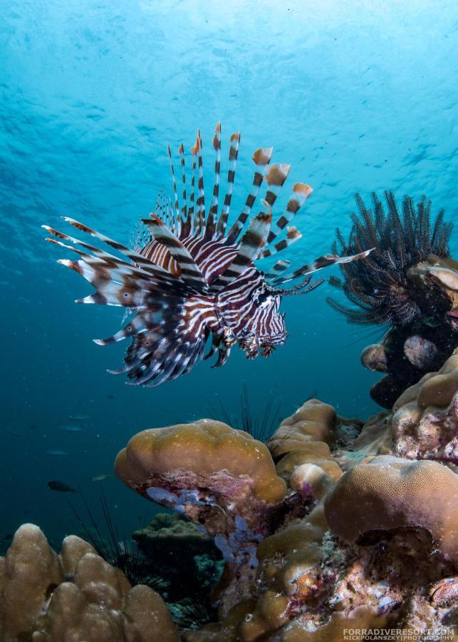 Forra Dive Resort Sunrise Koh Lipe Exterior photo