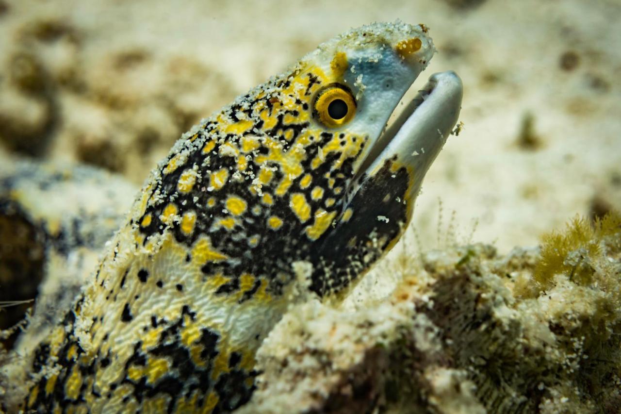 Forra Dive Resort Sunrise Koh Lipe Exterior photo